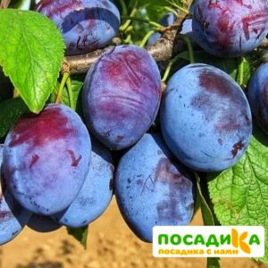 Слива Чачакская ранняя купить по цене от 229.00р. в интернет-магазине «Посадика» с доставкой почтой в в Сковородиное и по всей России – [изображение №1].