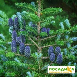 Пихта корейская (Abies koreana) купить по цене от 450.00р. в интернет-магазине «Посадика» с доставкой почтой в в Сковородиное и по всей России – [изображение №1].