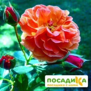 Роза Арабия купить по цене от 350.00р. в интернет-магазине «Посадика» с доставкой почтой в в Сковородиное и по всей России – [изображение №1].