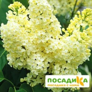 Сирень Примроуз (Primrose) купить по цене от 529.00р. в интернет-магазине «Посадика» с доставкой почтой в в Сковородиное и по всей России – [изображение №1].