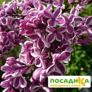 Сирень Сенсация купить по цене от 529.00р. в интернет-магазине «Посадика» с доставкой почтой в в Сковородиное и по всей России – [изображение №1].