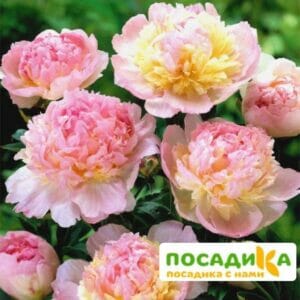 Пион Распберри Сандей (Paeonia Raspberry Sundae) купить по цене от 959р. в интернет-магазине «Посадика» с доставкой почтой в в Сковородиное и по всей России – [изображение №1].