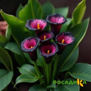 Калла Аура Лейс купить по цене от 400р. в интернет-магазине «Посадика» с доставкой почтой в в Сковородиное и по всей России – [изображение №1].