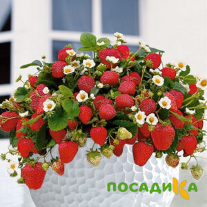 Клубника Рубиновый Шепот (горшечная) купить по цене от 240р. в интернет-магазине «Посадика» с доставкой почтой в в Сковородиное и по всей России – [изображение №1].
