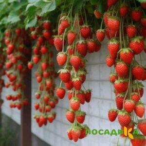 Клубника вьющаяся Комплимент купить по цене от 470р. в интернет-магазине «Посадика» с доставкой почтой в в Сковородиное и по всей России – [изображение №1].