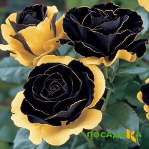 Роза Ханни Сикл купить по цене от 700р. в интернет-магазине «Посадика» с доставкой почтой в в Сковородиное и по всей России – [изображение №1].