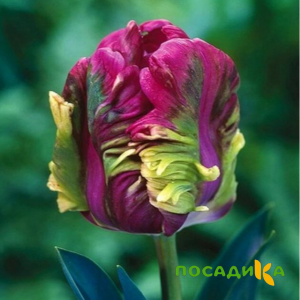Тюльпан Экзотик Хэвен купить по цене от 186р. в интернет-магазине «Посадика» с доставкой почтой в в Сковородиное и по всей России – [изображение №1].