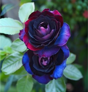 Роза Скарлет Рэвери купить по цене от 489р. в интернет-магазине «Посадика» с доставкой почтой в в Сковородиное и по всей России – [изображение №1].