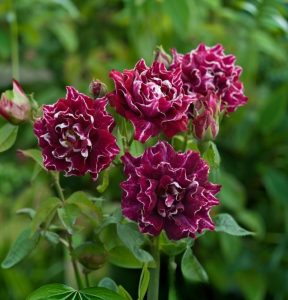 Роза Опаловый Пейзаж купить по цене от 490р. в интернет-магазине «Посадика» с доставкой почтой в в Сковородиное и по всей России – [изображение №1].