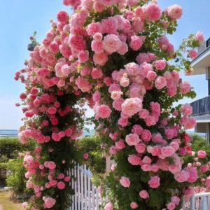 Роза Пастель Розе купить по цене от 605р. в интернет-магазине «Посадика» с доставкой почтой в в Сковородиное и по всей России – [изображение №1].