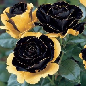 Роза Ханни Сикл купить по цене от 700р. в интернет-магазине «Посадика» с доставкой почтой в в Сковородиное и по всей России – [изображение №1].