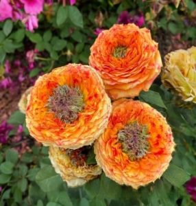 Роза Золотой Мираж купить по цене от 420р. в интернет-магазине «Посадика» с доставкой почтой в в Сковородиное и по всей России – [изображение №1].